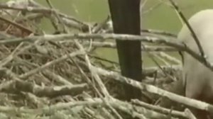 Природа Амурской области