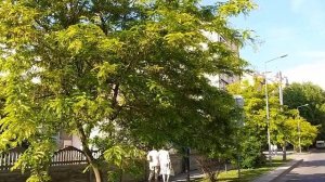 Весомый медонос начала лета - гледичия безколючковая