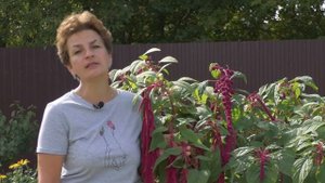 Амарант- магический фонтан.