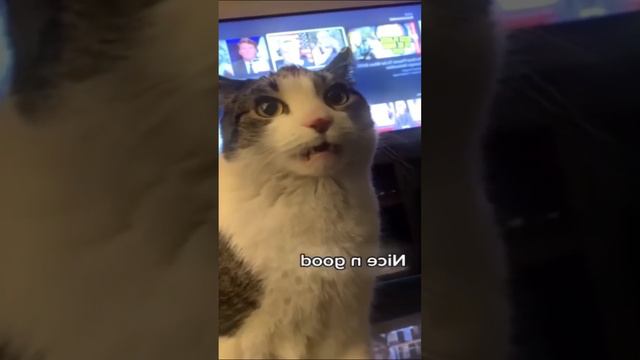 Ставь ЛАЙК если любишь котиков 💔😂 смотреть онлайн