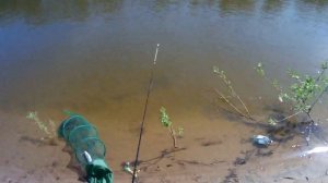 Сазан на кукурузу с ванилью. Бель на кукурузу с чесноком и чесночные бойлы.