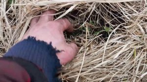 Борона ручная самодельная и подготовка сенокоса.