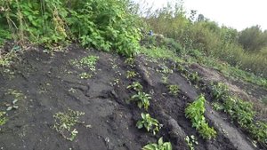 Урожай голосемянной тыквы