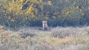 Detective FOX in Heath Park, London Nature Today 11 May 2020 / Красивая Лиса в парке Лондона сегодн