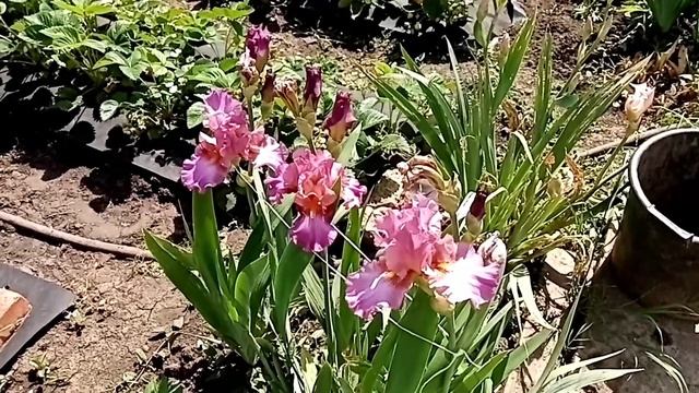 ?Ирисы в моем саду. ? смотреть онлайн