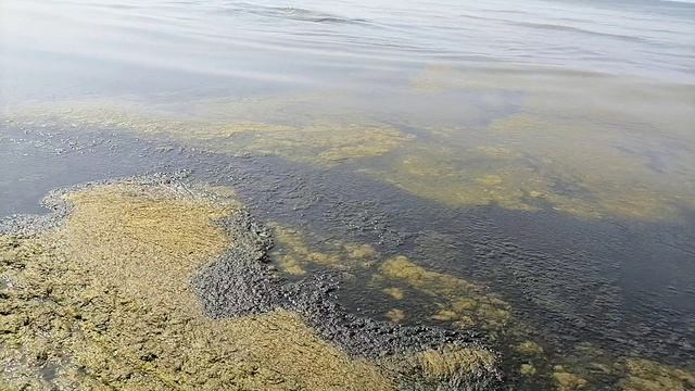 Август. Берег Черного моря в районе Анапы.