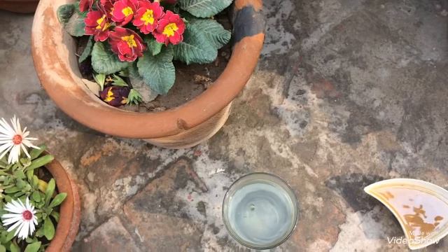 PRIM ROSE PLANT CARE 2020 смотреть онлайн