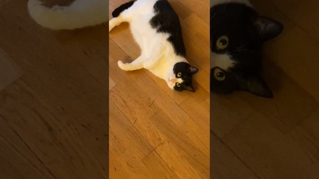 Cat Кошки Котята Коты #Shorts 1349.mp4