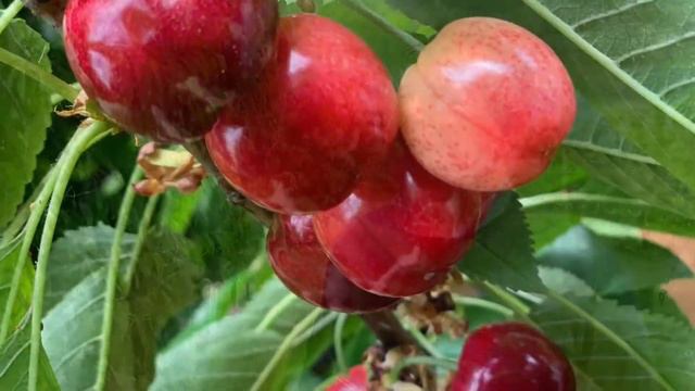 Parliamo di Nimba смотреть онлайн