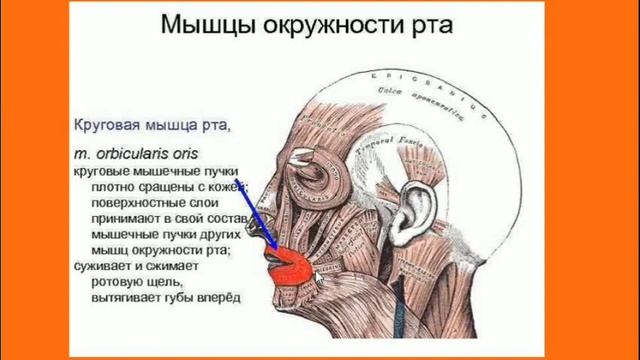 МИМИЧЕСКИЕ МЫШЦЫ