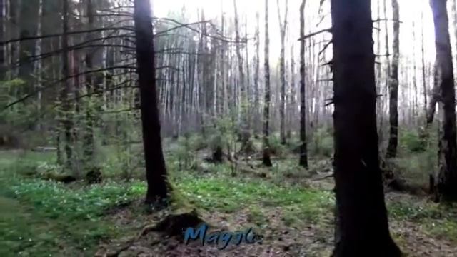 Как сбылся мой страшный сон. Мохнатая лапа. смотреть онлайн