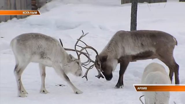 День коренных народов Мира смотреть онлайн