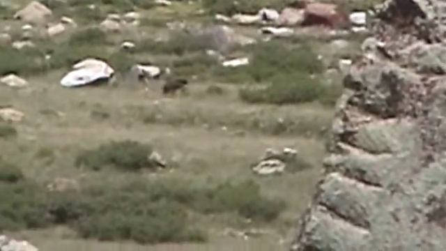 Himalayan Red Bear -- Ursus arctos isabellinus смотреть онлайн