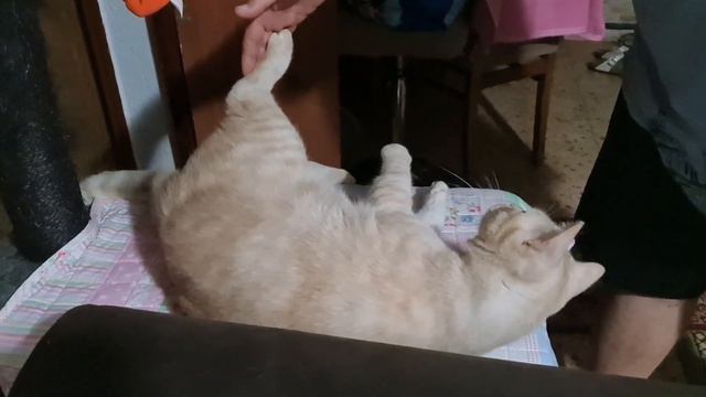 Кот Костик.Будем драться#cat #животные #приколы смотреть онлайн