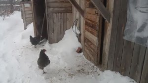 Зима. Куры не очень хотят гулять по снегу.