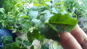 препарат "атлет" регулятор роста растений