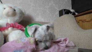 Котик Кевин и Билли звонят подписчикам