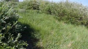 Азовский немецкий национальный район Омской области (начало лета)_Azov German National District