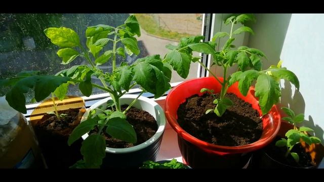 Томаты на подоконнике/Как вырастить помидоры круглый год/2 сезон/Белые ночи