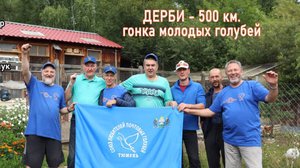 Финал гонки молодых голубей на 500 км.
