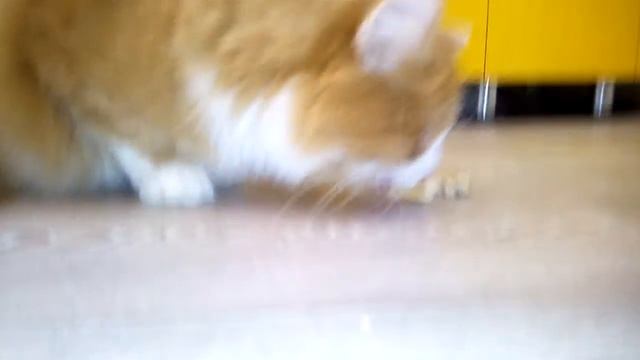 ЧЕМ КОРМИТЬ КОШКУ??? / Что и как едят мои кошки? смотреть онлайн