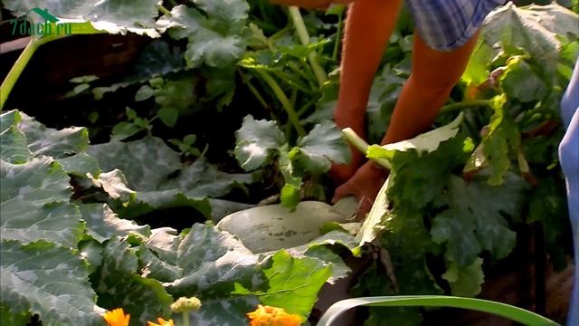 КАБАЧКИ. Секреты выращивания и оригинальный способ заготовки - 7 дач смотреть онлайн