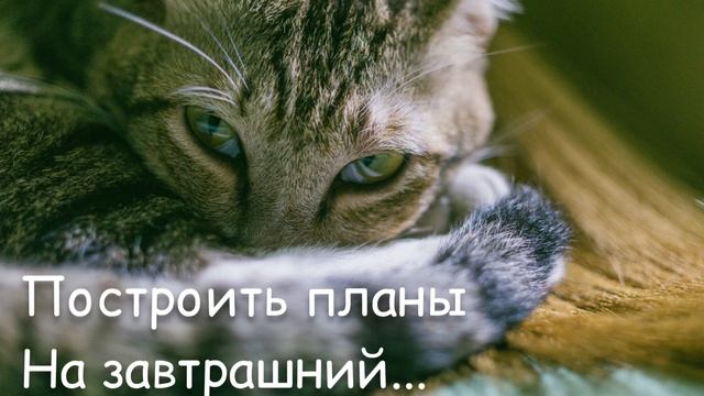 САМОЕ МИЛОЕ пожелание ДОБРОЙ НОЧИ ??