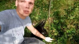 Собираю грибы подосиновики и мусор в лесу 2019 trashtag Великий Новгород