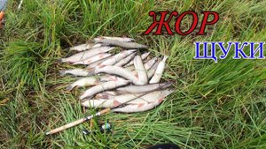 Осенняя рыбалка на хищника получилась результативной.Много выходов ЩУКИ на мелководье.Часть 2