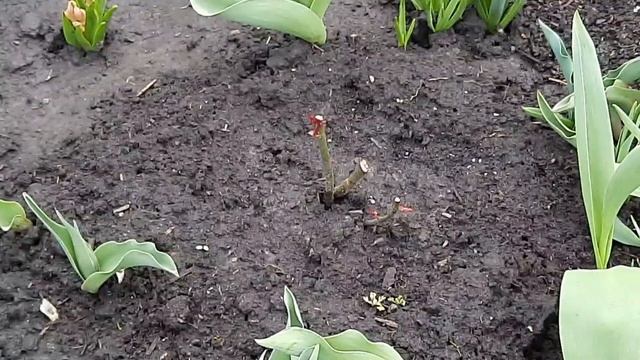СТРАШНЫ ЛИ РОЗАМ ВОЗВРАТНЫЕ ЗАМОРОЗКИ.