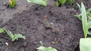СТРАШНЫ ЛИ РОЗАМ ВОЗВРАТНЫЕ ЗАМОРОЗКИ.