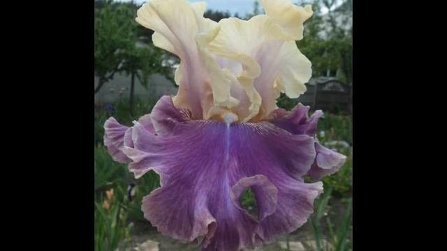 Сеянцы ирисов - КРАСИВЫЙ цвет.Iris Flowers