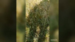 комбайн для сбора черники своими руками и заготовка на зиму.