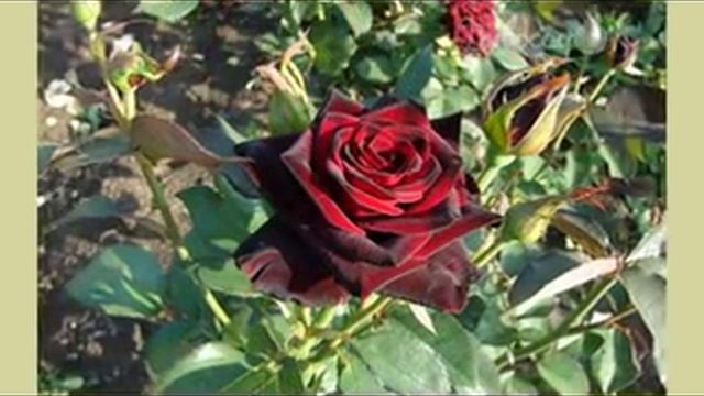 Роза Блек Баккара от тм Дивосад смотреть онлайн