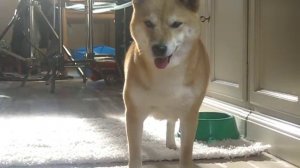 Поющая шиба-ину2