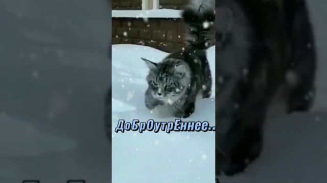 КОТ и зимнее утро...Хорошего ДНЯ !