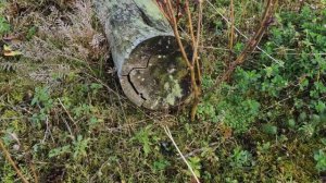 MOY Habitat Replacement Biodiversity Green Roof