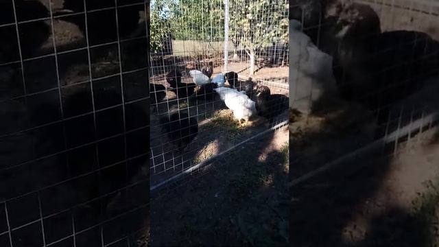 Куры,Джерсийский гигант, Маран ,Мини мясные смотреть онлайн