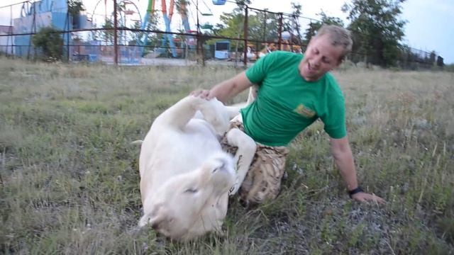 Львица Герда  дождалась хозяина ! Тайган Крым