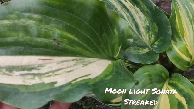 Моя прекрасная новинка этого года коллекционный сорт хосты Moon light Sonata Streaked смотреть онлайн