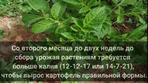 Выращивание картофеля как бизнес