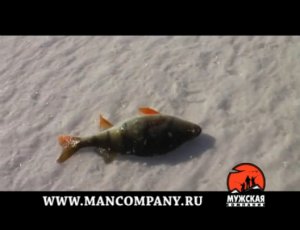 МК : Ловля окуня на мормышку