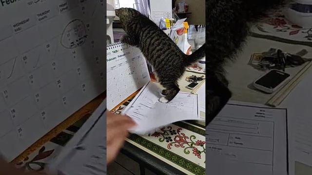 Iman the cat fooling around at my desk