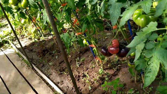 Сорта томатов, которые начали спеть раньше остальных. Калуга 17.07.2023 смотреть онлайн