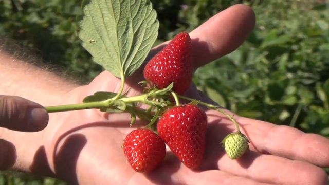 КЛУБНИКА СИРИЯ vs КЛУБНИКА АЗИЯ (26-05-2018) смотреть онлайн