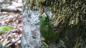 Обыкновенная квакша, или древесница (лат. Hyla arborea)