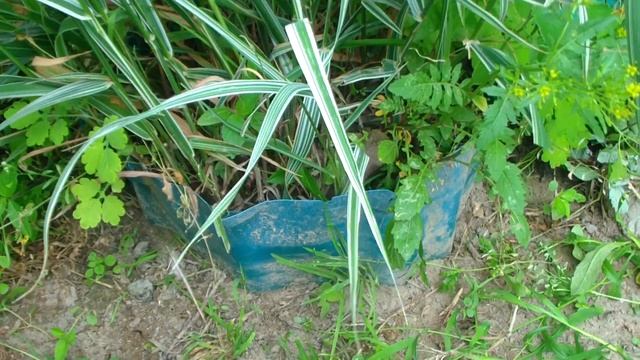 ОСОКА декоративная. смотреть онлайн