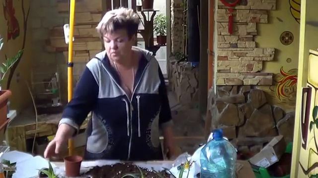 Уход За Алоэ. АЛОЭ( СОБУР, СТОЛЕТНИК, ДОМАШНИЙ ДОКТОР, алое)). смотреть онлайн