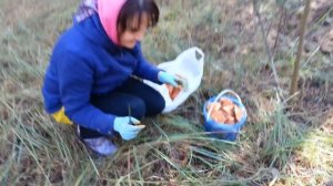 Сбор рыжиков в лесу !