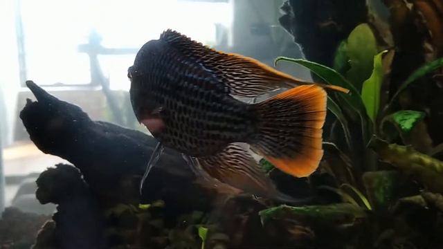 Nature aquarium - аквариум в природном стиле от студии Аквапространства